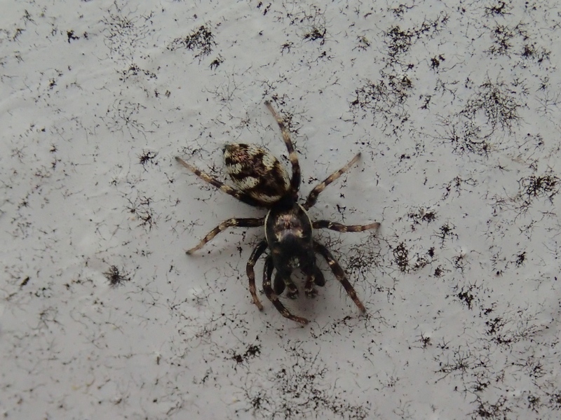 Salticus cf. cingulatus - Villorba (TV)